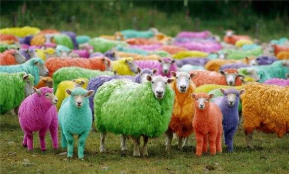 colour-blind-test-x-rite-sheep