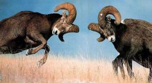 Male-Bighorn-Sheep-compete