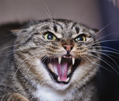 13734580-angry-cat-hissing-aggressive