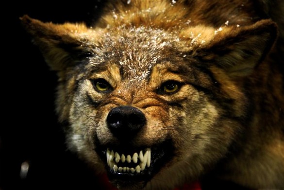 angry-wolf