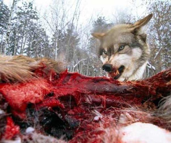 wolf_eating