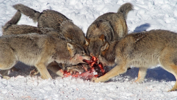 wolves-eating