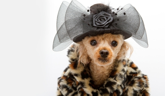 Luxury Dog coats online