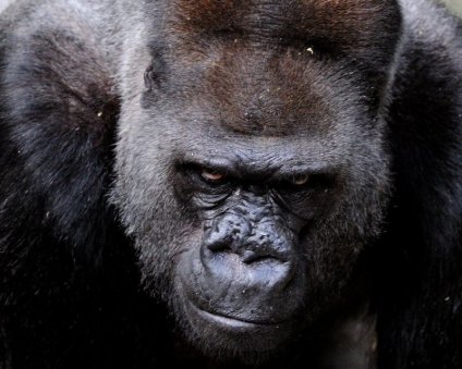 gorilla alpha 2