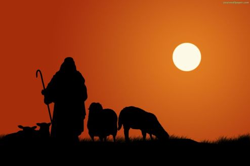 shepherd-sheep_10859