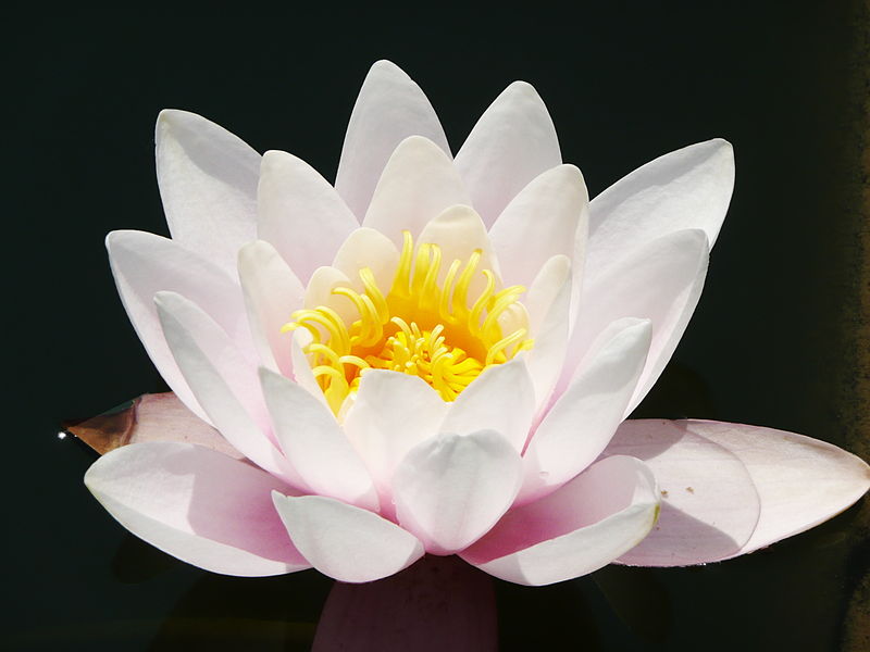 karma lotus oriental