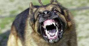 aggression-dog