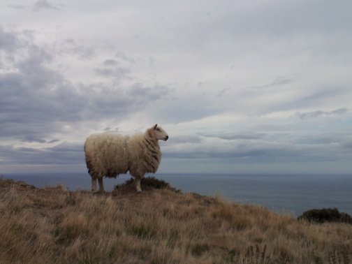 lone_sheep_overlooking_the_ocean_by_uberpicklemonkey-d4qg5w0