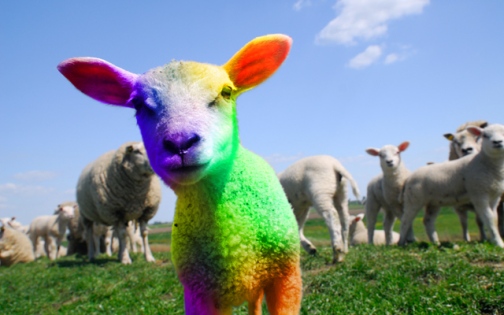 rainbow-sheep