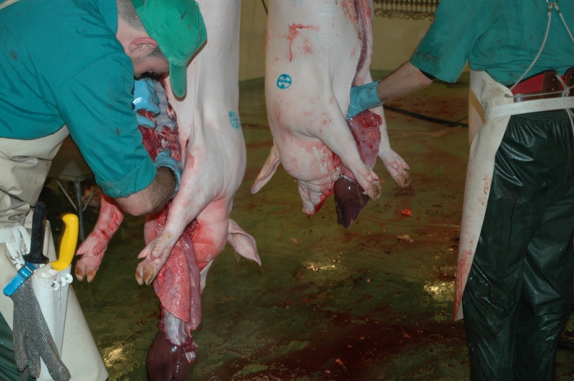 slaughterhouse-cerdos02