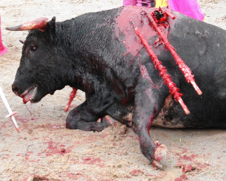Bullfighting-savage-1