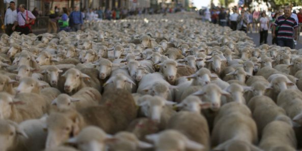 2.000 ovejas merinas recorren el centro de la capital